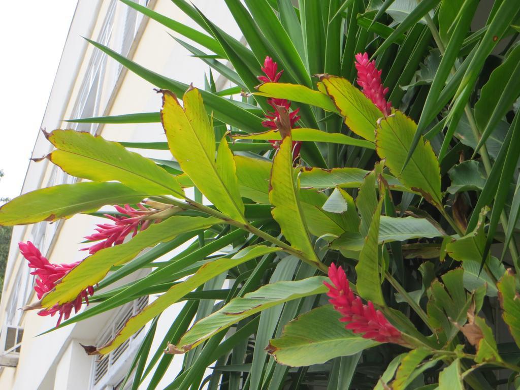 Nature Paradise Boutique Hotel - Rio de Janeiro — Fotos 3